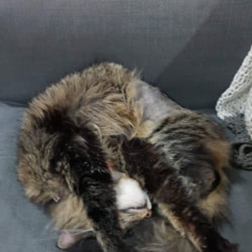Sable (BnC421) *Adoption Pending*