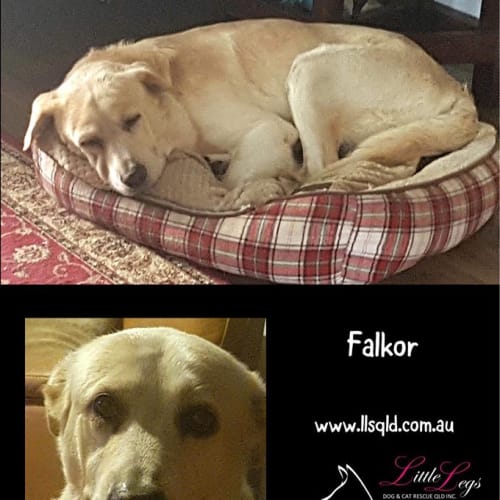 Falkor
