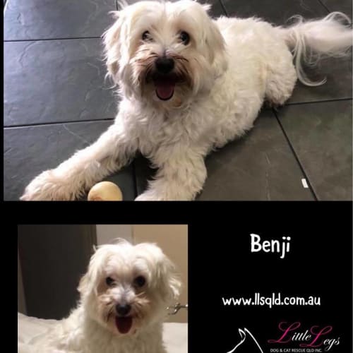 Benji