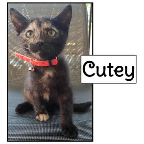 Cutey