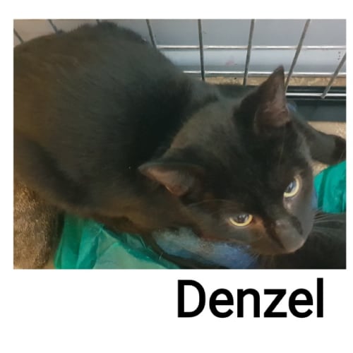 Denzel