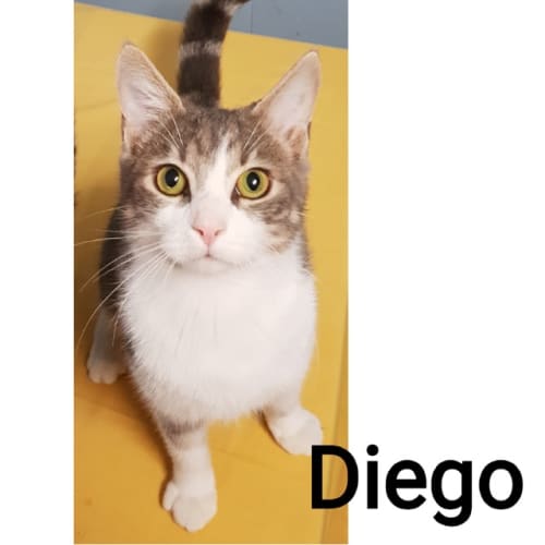 Deigo