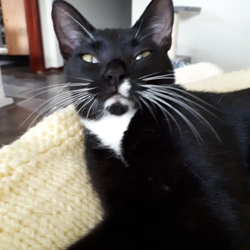 Rosie