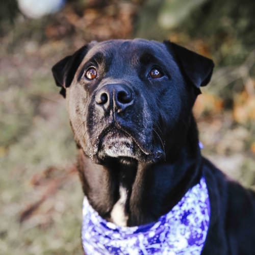 Chip ~ 4 year old Shar Pei x (on trial 23/5/2018)
