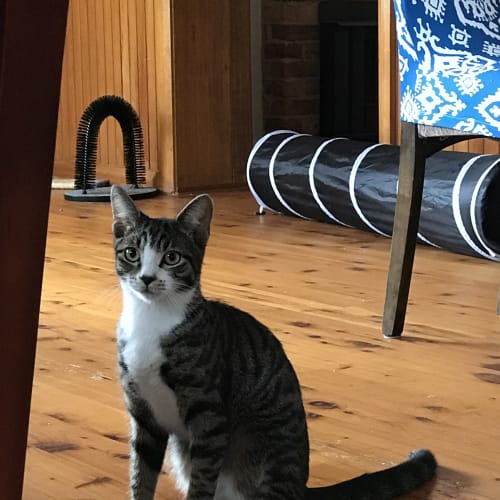 Little Sox
