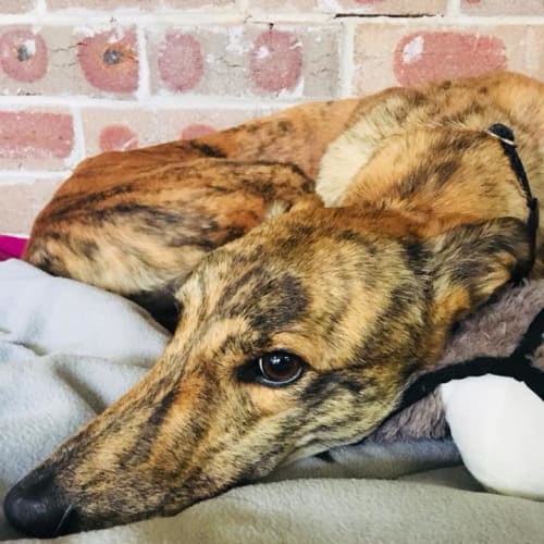 Siena (Adoption Pending)
