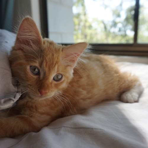 Simba