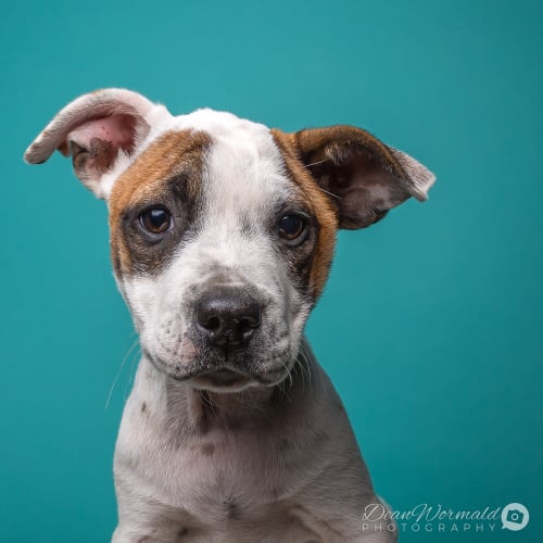 Wyatt ~ Staffy x puppy (on trial 28/5/18)