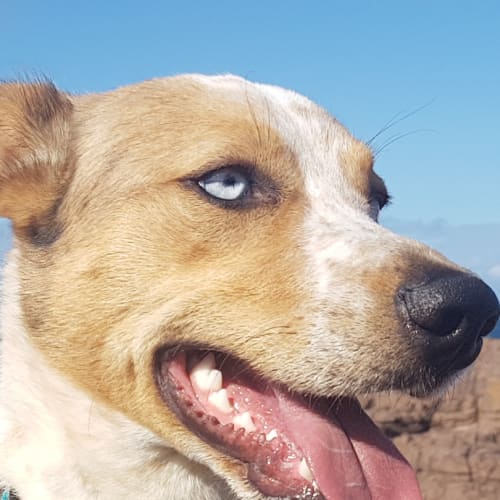 Blue ~ 18 month old Koolie (on trial 30/7/18)