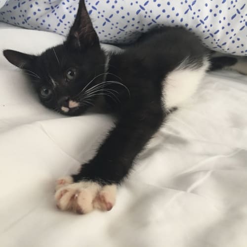Oreo