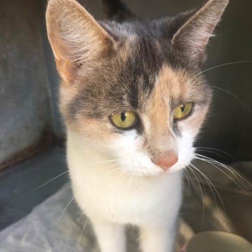 Jessica (CaV18-137) *Currently Free to adopt*