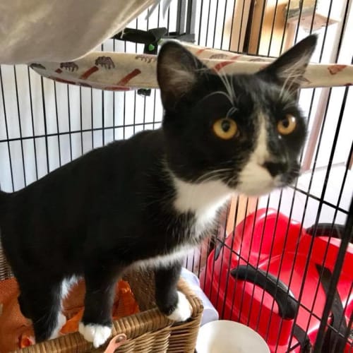 Saru   *Special Adoption Fee $100 *