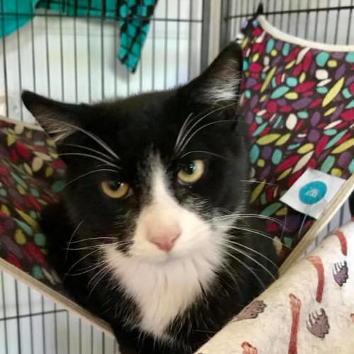 Loki   *Special Adoption Fee $100*