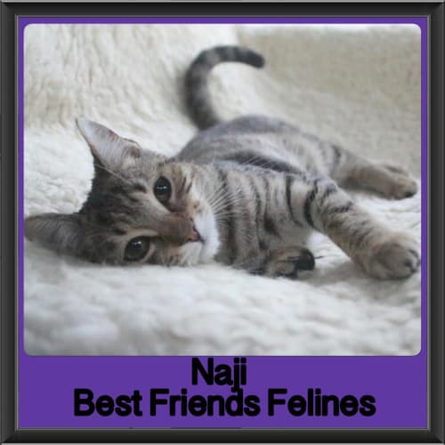 Naji 