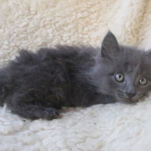 Gandalf 