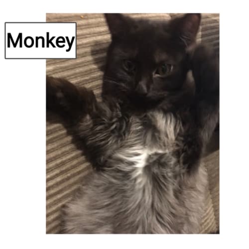 Monkey