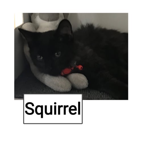 Squirrel