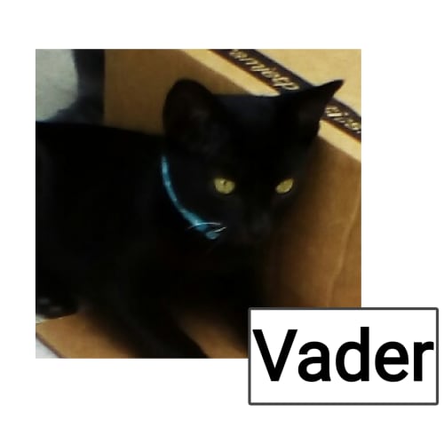 Vader