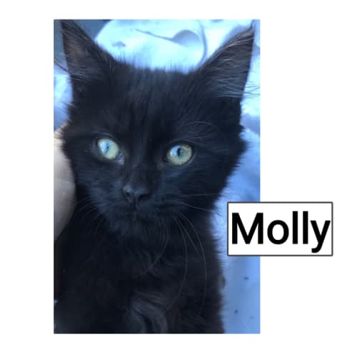 Molly