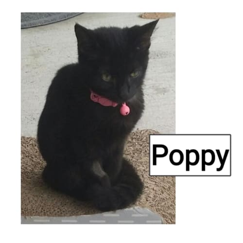 Poppy