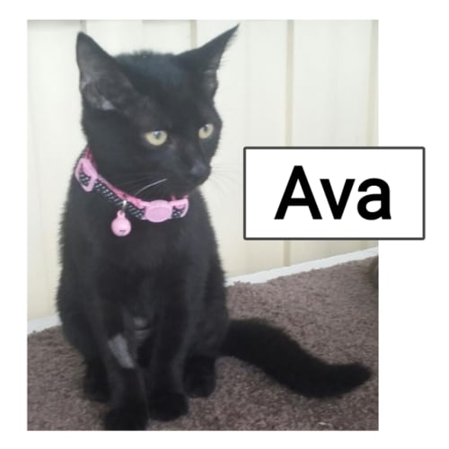 Ava