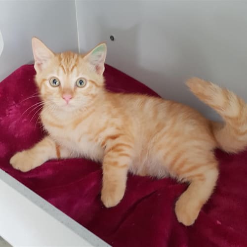 Ginger