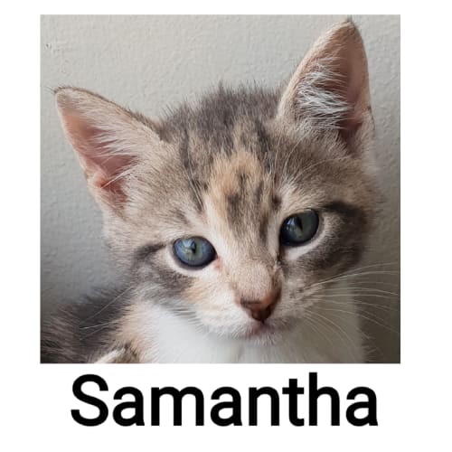 Samantha