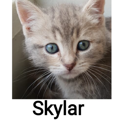 Skylar