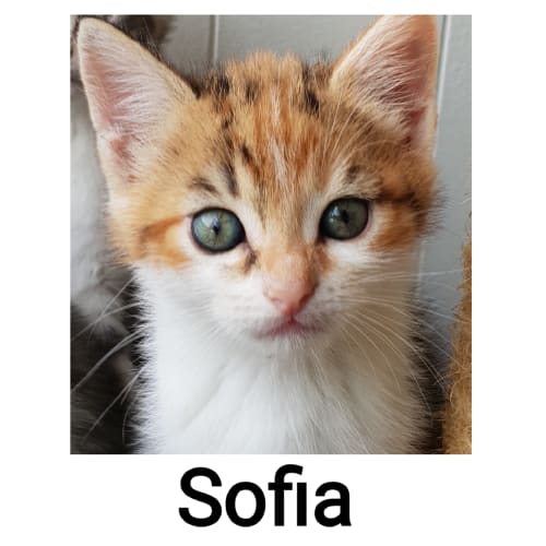 Sofia