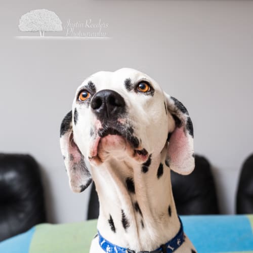 Dotty and Freckles ~ Dalmatians (on trial 20/5/18)