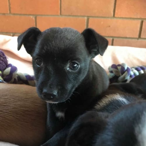 Colada *Adoption Pending*