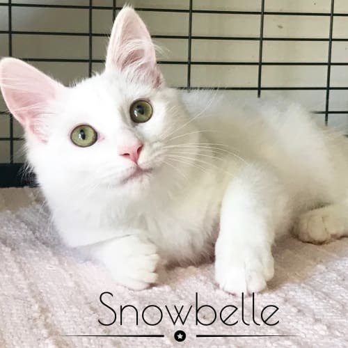 Snowbell 