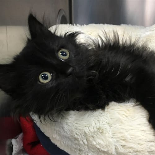 Kiki
