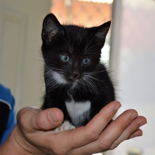 Zeeta C3249 - Adoption Pending