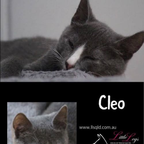 Cleo