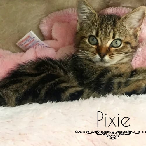 Pixie