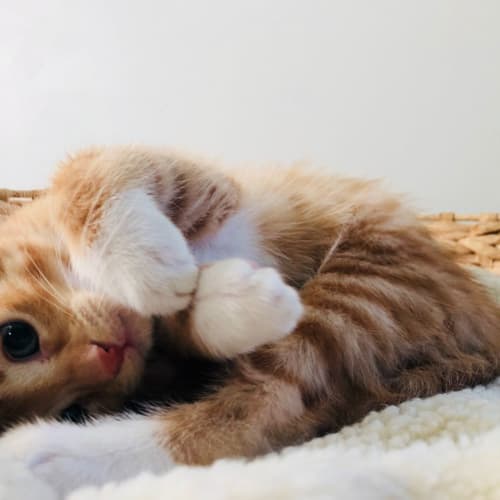 Farrah