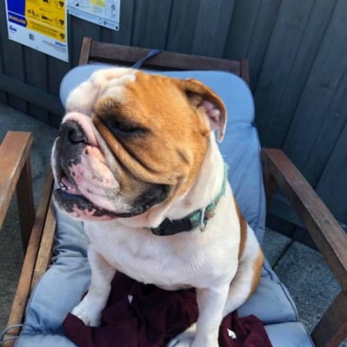 Phoebe the Bulldog