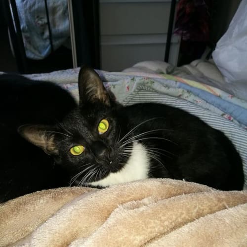 Mittens