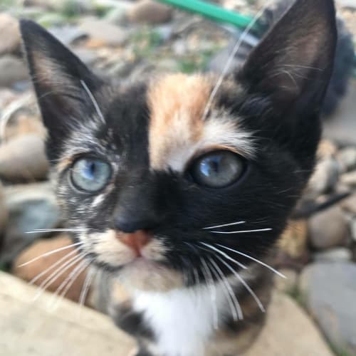 Elsie