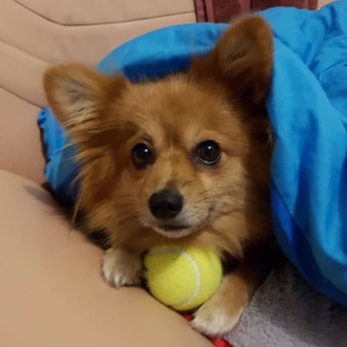 Sophie ~ Pomeranian (on trial 23/5/2018)