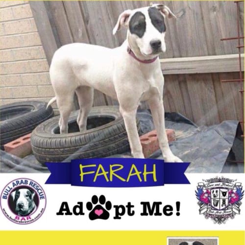 Farah