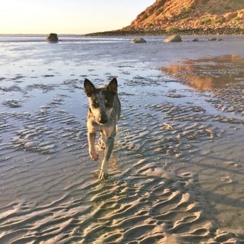 Hildy D3868 -  Adoption Pending