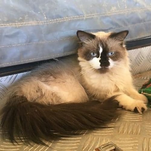 Lucy - C3263