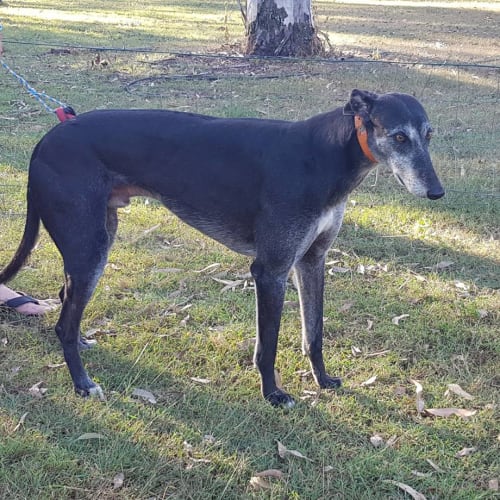 Baiden the Greyt