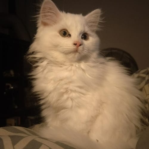 Millie