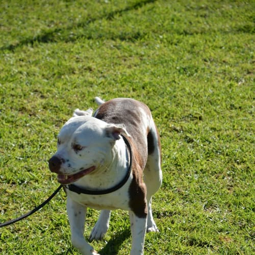 Maddie DL1905