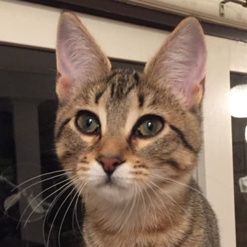 Maisie the ultimate tabby kitten!