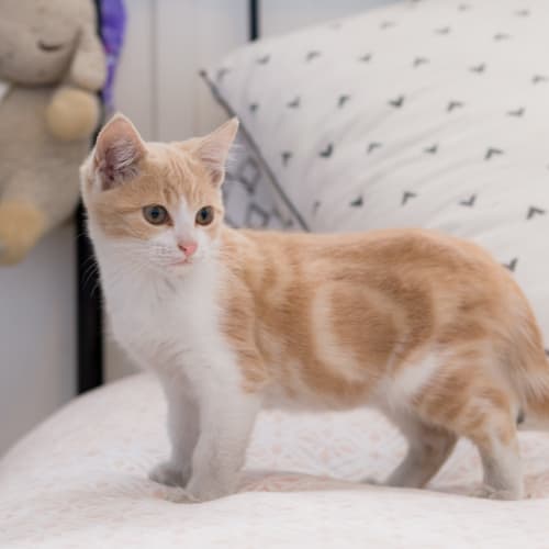 Hamish ~ Kitten (on trial 27-5-2018)