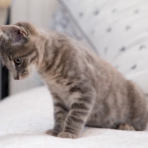Hannah ~ Kitten (on trial 27-5-2018)